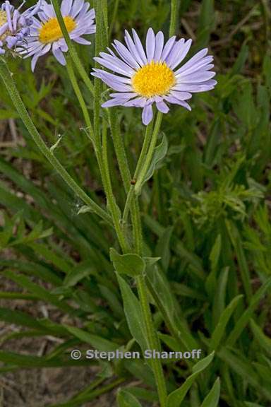 erigeron glacialis var glacialis 15 graphic